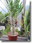 Pachypodium, madagaskarsk palma