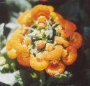 Pokojové rostliny:  > Pantoflíček, kalceolárie, dmuloret (Calceolaria)