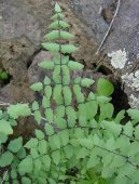 Pokojov rostliny: Kapradiny > Pelea knoflikov (Pellaea)
