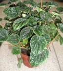 :  > Pepinec (Peperomia)