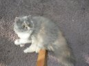 Kočky:  > Perská kočka (Persian Cat)