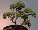 Pokojov rostliny:  > Pstovn bonsaj (Bonsai)