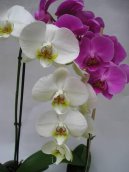 Pstovn orchidej