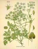 Pokojov rostliny:  > Petrel Kadeav (Petroselinum crispum)