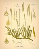 Pokojov rostliny:  > Plavu Vidlaka (Lycopodium clavatum L.)