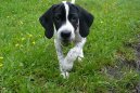 :  > Pointr (English Pointer)