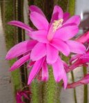 Pokojové rostliny:  > Aporocactus (Aporocactus flagelliformis)