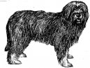 :  > Portugalsk ovk (Portuguese sheepdog)