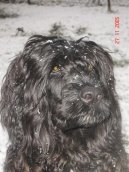 Ps plemena:  > Portugalsk vodn pes (Portuguese Water Dog)