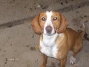 :  > Posvsk honi (Posavac Hound, Scent hound)