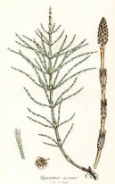 :  > Peslika Roln (Equisetum arvense L.)