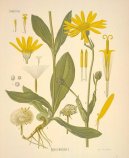 :  > Prha Arnika (Arnica montana)