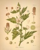 :  > Proskurnk Lkask (Althaea officinalis)
