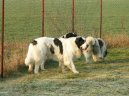 Ps plemena:  > Pyrenejsk mastin (Pyrenean Mastiff, Mastin de los Pirineos)