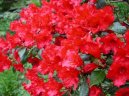 :  > Rododendron, Azalka (Rhododendron, Azalea)