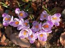 :  > afrn (Crocus)