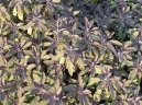 :  > alvj Lkask (Salvia officinalis)