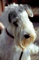 Psí plemena:  > Sealyham teriér (Sealyham Terrier)