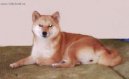 Fotky: Shiba (foto, obrazky)