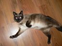 :  > Siamská kočka (Siamese Cat)
