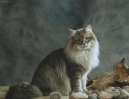Fotky: Sibiřská kočka (foto, obrazky)