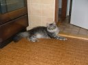 Fotky: Sibiřská kočka (foto, obrazky)