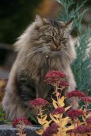 :  > Sibiřská kočka (Siberian Cat)