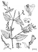 :  > ik (Scutellaria lateriflora)