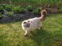 :  > Skotská klapouchá kočka (Scotish Fold Cat)