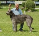 Ps plemena:  > Skotsk jelen pes (Scottish Deerhound)