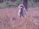 :  > Slovensk hrubosrst oha (Slovensky hrubosrsty stavac, Slovakian Wire-haired Pointing Dog)