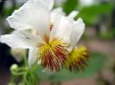 :  > Sparmnie, pokojov lipka (Sparmannia)