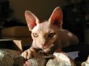 Fotky: Sphynx (foto, obrazky)