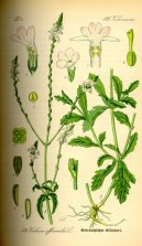:  > Sporýš Lékařský (Verbena officinalis)