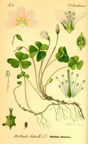 :  > avel Kysel (Oxalis acetosella L.)