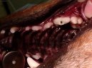 Fotky: Stomatologie - zubn vpln (foto, obrazky)