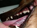:  > Stomatologie - zubní výplně (Veterinární zákroky)