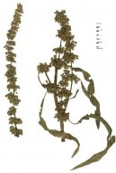 :  > ovk Kuerav (Rumex crispus)