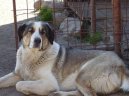 :  > Středoasijský pastevecký pes (Central Asia Shepherd Dog)