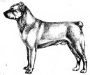 Stedoasijsk pasteveck pes