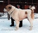 Stedoasijsk pasteveck pes