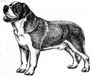 Svatobernarsk pes