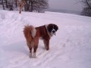 :  > Svatobernarsk pes (Saint Bernard)