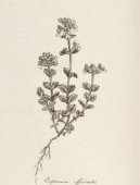 :  > Svtlk Lkask (Euphrasia officinalis)