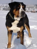 :  > Velký švýcarský salašnický pes (Grosser Schweizer Sennenhund)