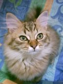 Kočky:  > Tiffany kočka (Tiffany Cat / Chantilly)