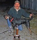 Fotky: Treeing Tennessee Brindle (foto, obrazky)