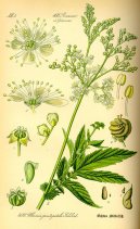 :  > Tuebnk Jilmov (Filipendula ulmaria)