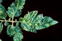 Pokojové rostliny:  > Virová onemocnění (Virus diseases of plants)