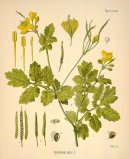 Pokojové rostliny:  > Vlaštovičník Větší (Chelidonium majus L.)
